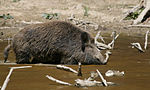 Wild Boar Habbitat.jpg