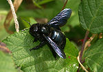 Xylocopa iris.jpg
