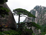 Ying Ke Pine .JPG