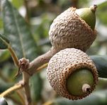 Quercus ilex2.jpg