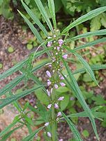 Leonurus japonicus 02.JPG