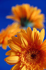 Gerbera2.jpg