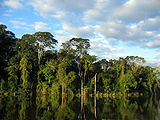 Atlantic Forest.jpg