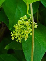 Cocculus orbiculatus 003.JPG