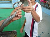 Genitals Cobra.JPG