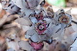 Indian Pipe - Flowering Part Macro.jpg