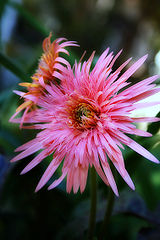 Pink Gerbera.jpg