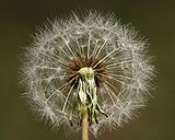 Pusteblume Makro.jpg