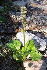 Pyrola minor a1.jpg