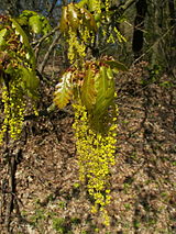 Quercus petraea 04.jpg