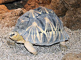 Turtle3.jpg