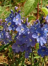 Veronica prostrata.jpg