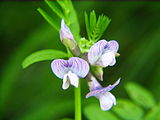 Vicia sylvatica bgiu.jpg