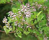 Indigofera potaninii 02.jpg