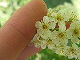 Flowering plants BCP 028.JPG
