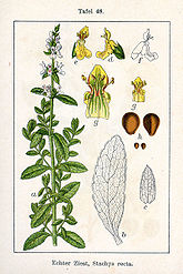 Stachys recta Sturm48.jpg