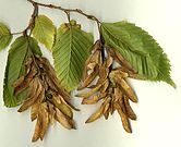 Carpinus fruit.jpg