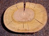 Prunus padus crosssection.jpg