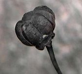 Spotted Wintergreen pod.JPG