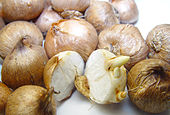 Crocus sieberi - tricolor.jpg