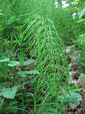 Equisetum pratense.jpeg