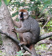 Eulemur Rufus.JPG
