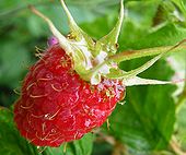 One raspberry macro.jpg