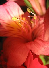Flower Macro Odd Lighting.jpg
