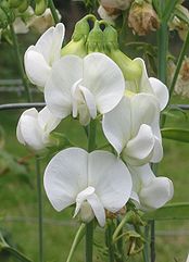 Lathyrus.jpg