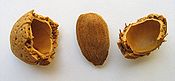 Almond 2.JPG