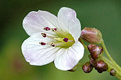 Cardamine.amara.-.lindsey.jpg