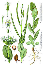 Conringia orientalis Sturm3.jpg