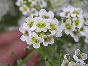 Crambe tataria2.JPG