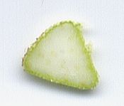 Nutgrass Cyperus rotundus stem cross section.jpg