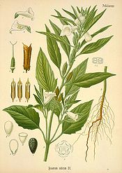 Sesamum indicum drawing.jpg