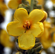 Verbascum thapsiforme 315.jpg