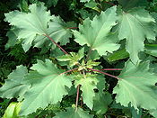 Xanthium strumarium-1.JPG