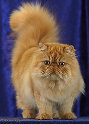 Персидский кот