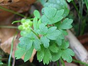 Adoxa moschatellina blatt.jpeg