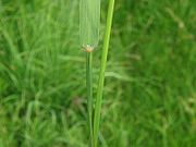 Agrostis stolonifera blatt.jpeg