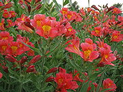 Alstroemeria01.jpg