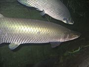 Arapaima049.JPG