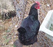 Australorp hen.JPG