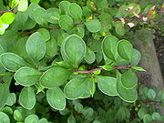 Berb 102319.JPG
