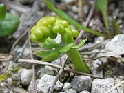 Botrychium lunaria jung.jpeg