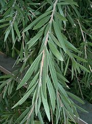 Callistemon viminalis DawsonRiver2.jpg