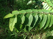 Cananga-odorata024.JPG