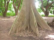 Ceiba pentandra MS4104.JPG