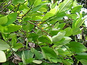 Colcoca03.jpg
