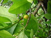 Colcoca04.jpg